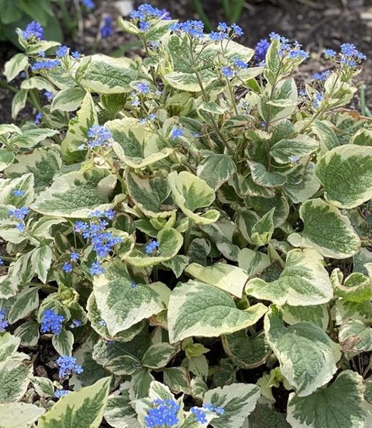 Brunnera macrophylla 'Variegata'